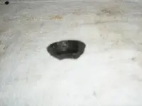 Parrot Shell Bottom n Borman 006.webp