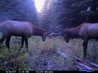 Sparring Bulls 4.webp