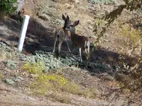 twinfawns 07 1.webp