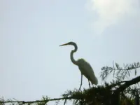 Cattle Egrets3.webp