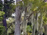 Moss.webp