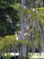 cattle egrets4 (2).webp