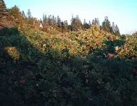 RoseHips@RB.webp