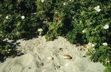 rose-crab.webp