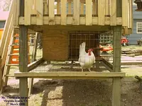 Chicken5.webp