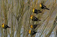 marsh 4 - 14 - 6 061.webp