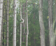 bent tree.gif