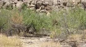 desert_view_looking_towards_hills.webp