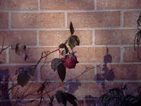 rose.webp