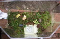 CuddlesCleanedTerrarium.webp