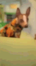xqG0QP3.gif