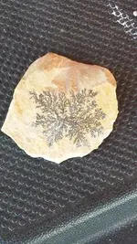 fossil.webp