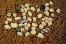 beads from French camp site 001.webp