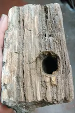 PETRIFIED WOOD WITH WOODPECKER HOLE - 1.webp PETRIFIED WOOD WITH WOODPECKER HOLE - 1.webp