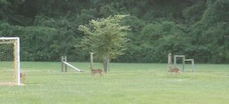 8_10_2014 deer in the yard.jpg
