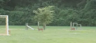 8_10_2014 deer in the yard.webp