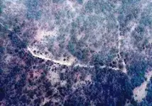 Tayopa.webp
