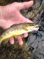 image-454208601.webp
