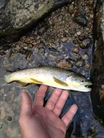 image-521866437.webp