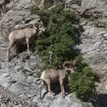 bighorn.webp
