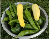 7_28_2014 harvest2.webp