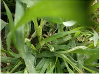 7_28_2014 wolf spider in garden.webp