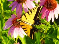 DSCN2142.webp