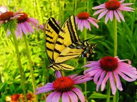 DSCN2119.webp