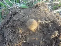 58 musket ball small.webp 58 musket ball small.webp