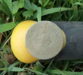 dandy button front.webp dandy button front.webp