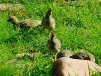 RSCN1346.webp