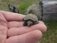 tiny snapping turtle.webp