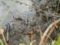 snapping turtle pond.webp snapping turtle pond.webp