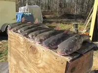 catfish-2.webp