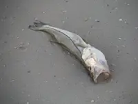DSCF0264.webp