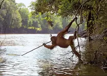 orangutan-tool-use-fishing.webp
