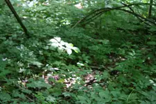 141.webp