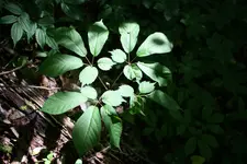 142.webp