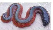 bloodworm.webp