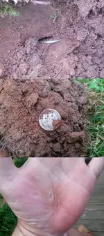 barber dime.webp barber dime.webp