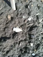 IMG_0353.webp IMG_0353.webp