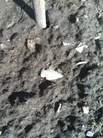 IMG_0354.webp IMG_0354.webp