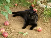 riz cat.webp