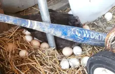 mama hen.webp