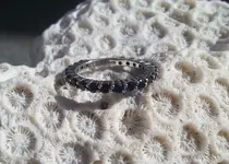 silver saphire.webp