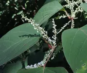 K1600_011.webp