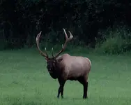 Elk083111 013a.webp