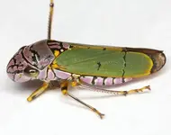 JHEHRR6HDH7LPZLLGZXLUZIL5ZIL3HGLUZWHVZ8LAZML9ZXLNZ4L3HEHBZ9HLR6HBZ4LUZHLPZKL6Z4H4ZHL9ZNHJH.webp JHEHRR6HDH7LPZLLGZXLUZIL5ZIL3HGLUZWHVZ8LAZML9ZXLNZ4L3HEHBZ9HLR6HBZ4LUZHLPZKL6Z4H4ZHL9ZNHJH.webp