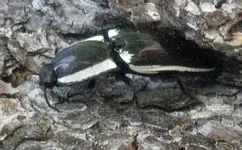 apache_click_beetle_jeff.webp apache_click_beetle_jeff.webp