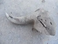 DSCN3847.webp